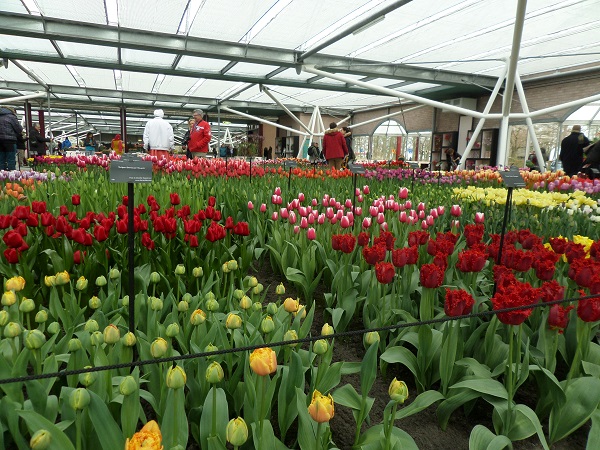 Павильон Willem-Alexander: тюльпаны