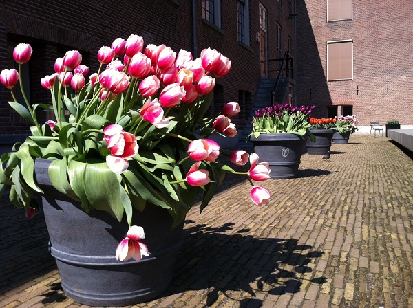 amsterdam-tulip-festival-19