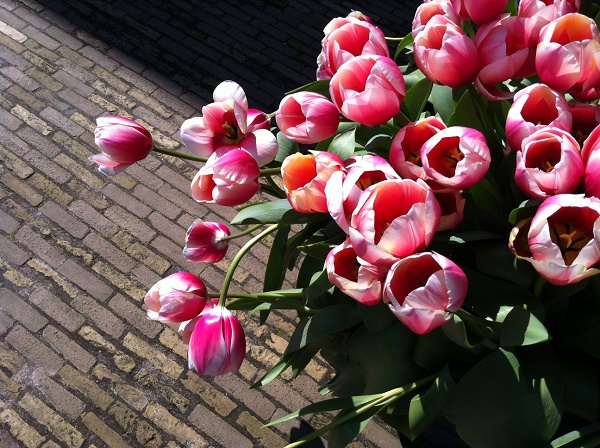 amsterdam-tulip-festival-20