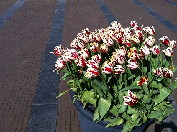 amsterdam-tulip-festival-6