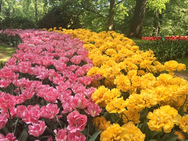 Тюльпаны в парке Кеукенхоф, фото