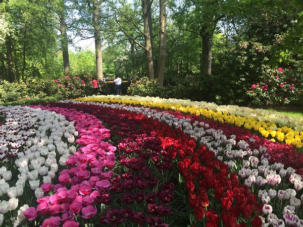 Тюльпаны в парке Кейкенхоф фото