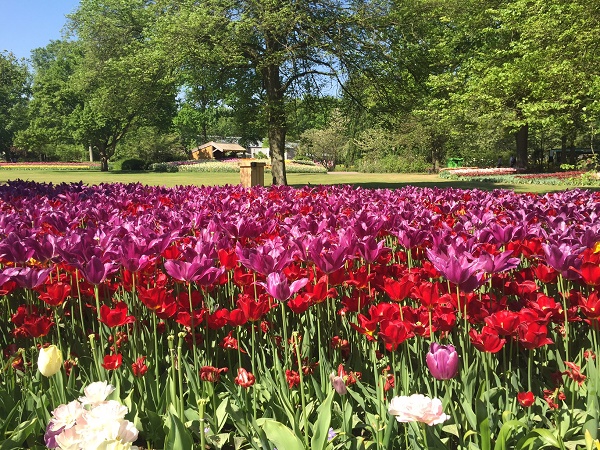 Фото из парка Кекенхоф, тюльпаны