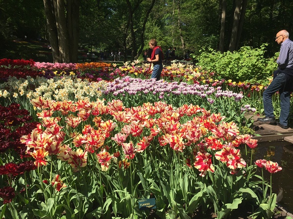 Кейкенхоф, 12 мая 2016 года. Фото из парка цветов