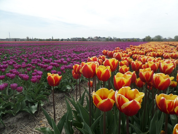 Когда цветут тюльпаны в Голландии