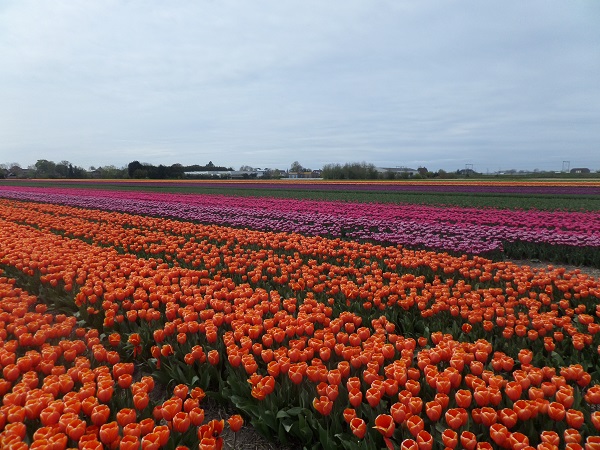 Когда цветут тюльпаны в Голландии?