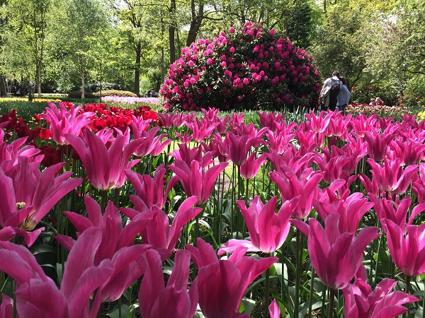 Парк тюльпанов в Нидерландах