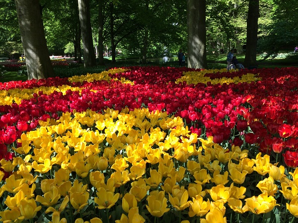 Что цветет в парке Кекенхоф в апреле?