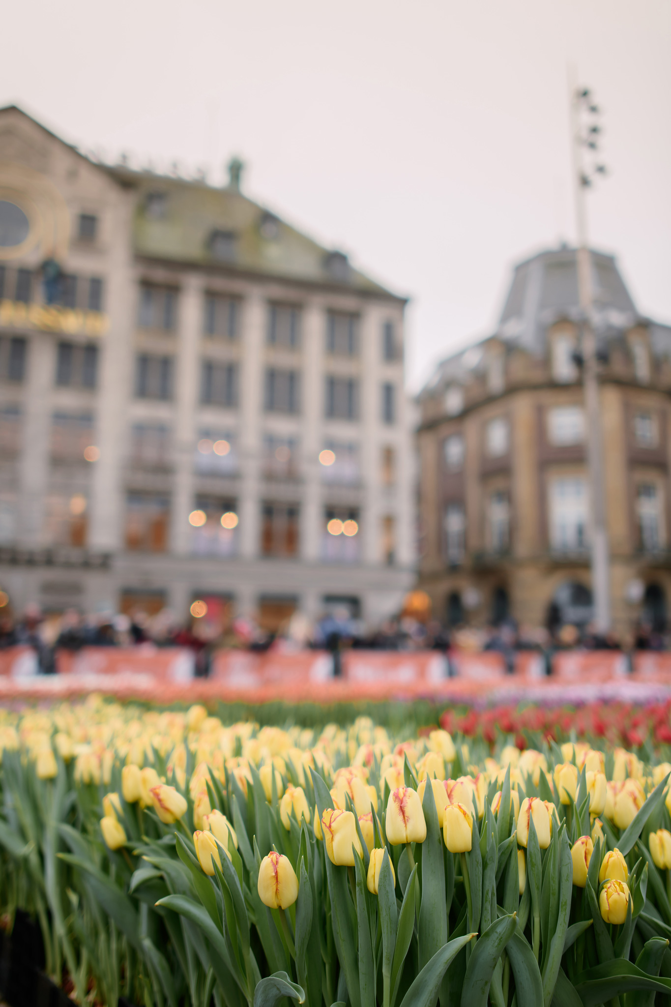 National Tulip Day in Amsterdam 20 January 2024 Holland Explorer