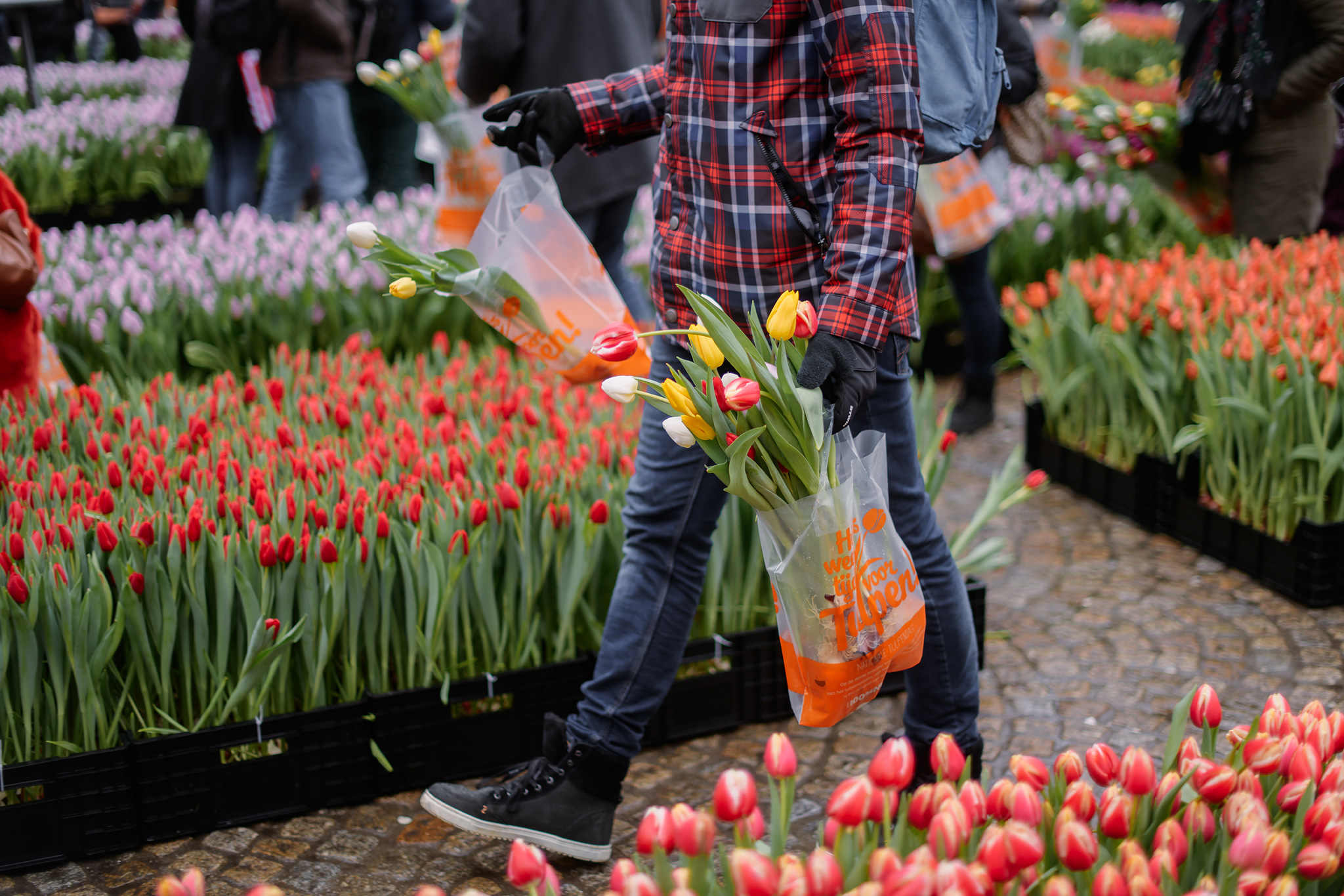 National Tulip Day in Amsterdam 20 January 2024 Holland Explorer