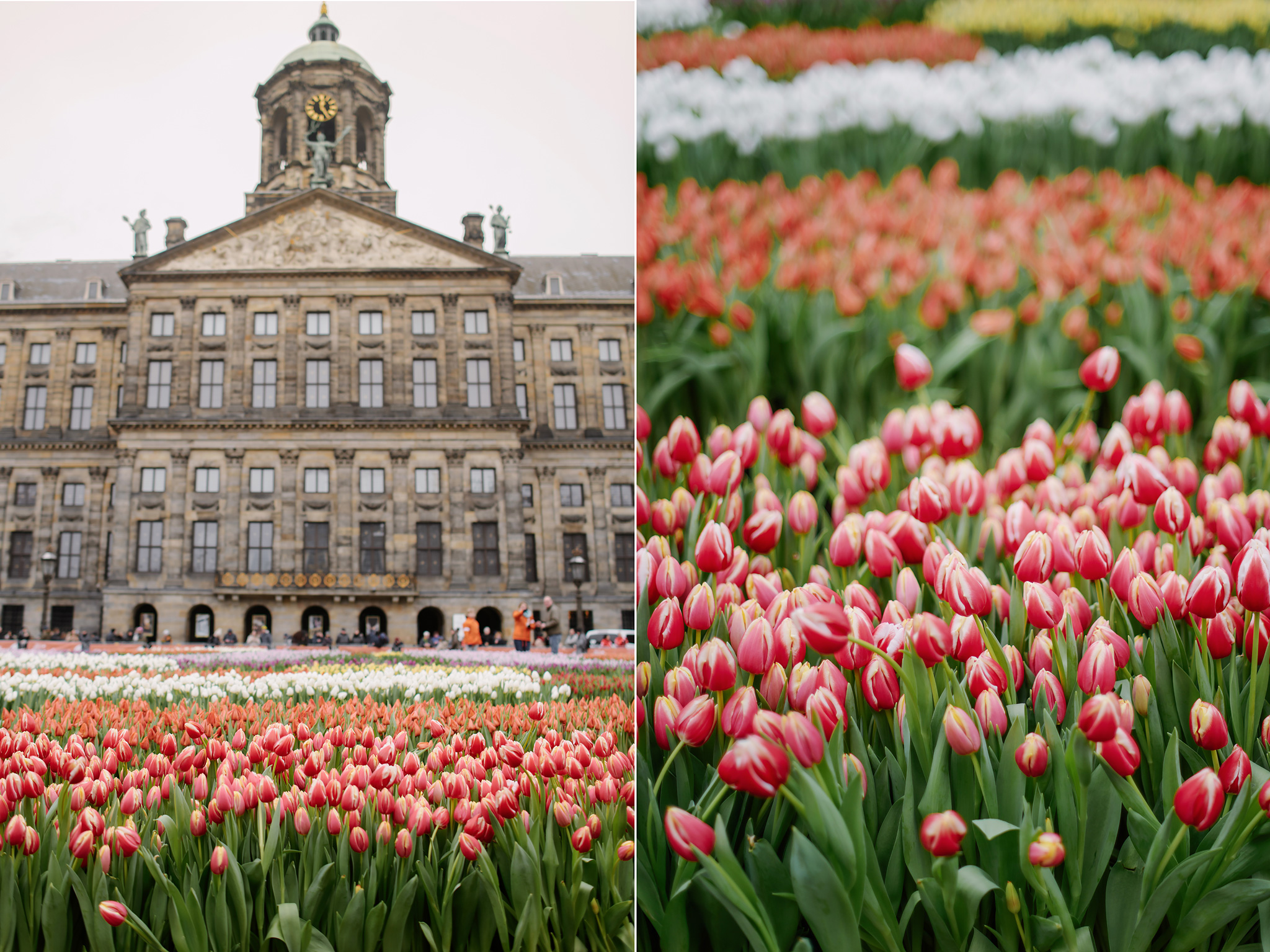 National Tulip Day in Amsterdam 20 January 2024 Holland Explorer