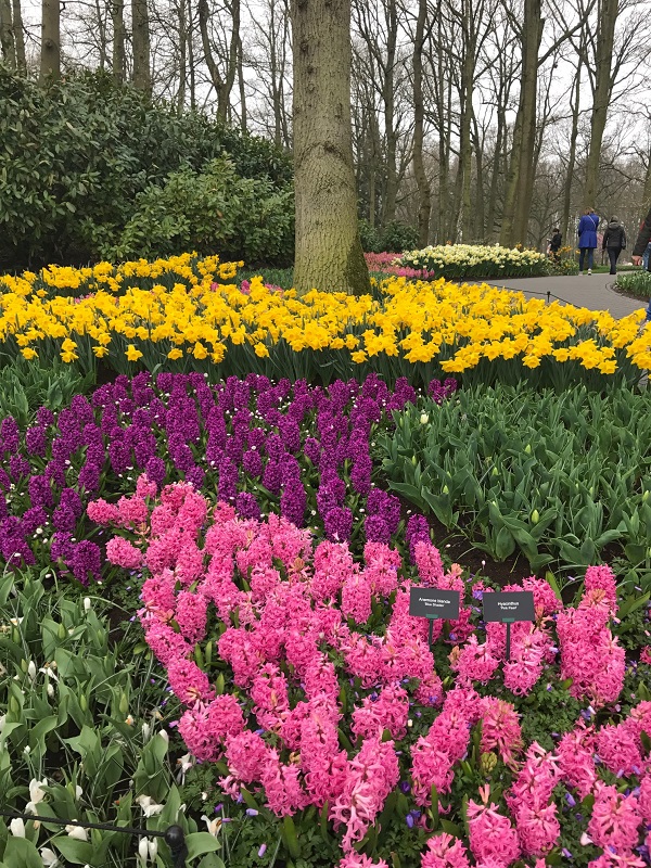 Королевский парк тюльпанов в Нидерландах