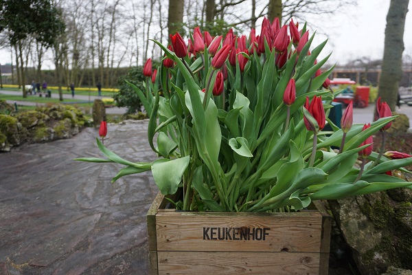 Фото из парка тюльпанов в Нидерландах