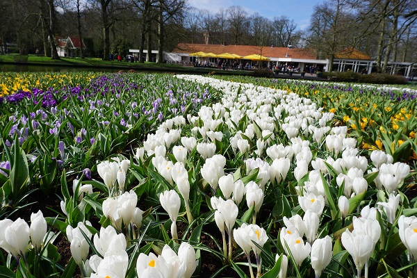 Кекенхоф, королевский парк цветов в Нидерландах