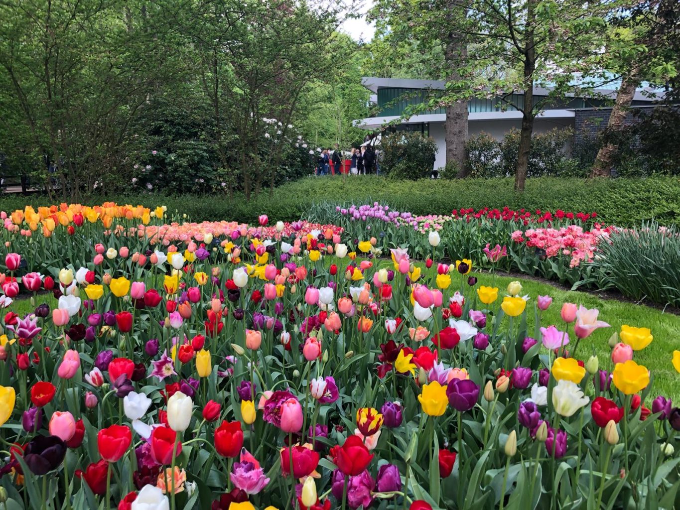 Амстердам парк тюльпанов Кекенхоф